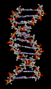 Credit: brian0918™ (Own work) [Public domain], via Wikimedia Commons The structure of part of a DNA double helix.