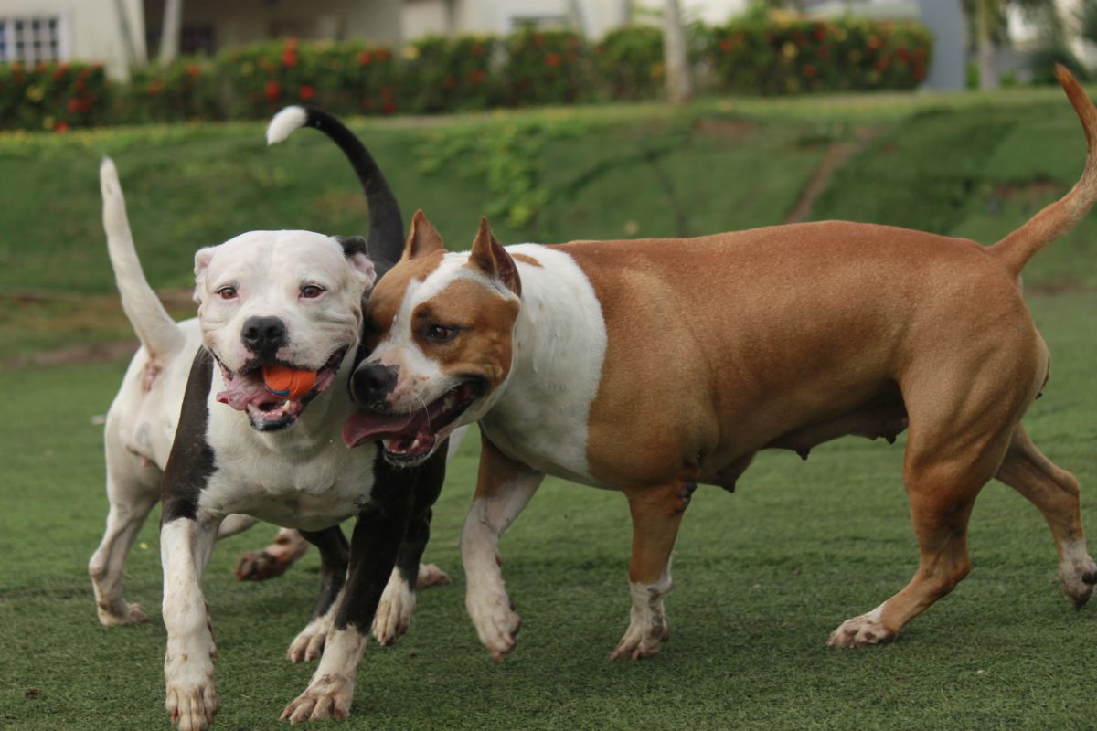 Representative photo of two pit bulls playing | Photo by TC-TORRES | Pixabay
