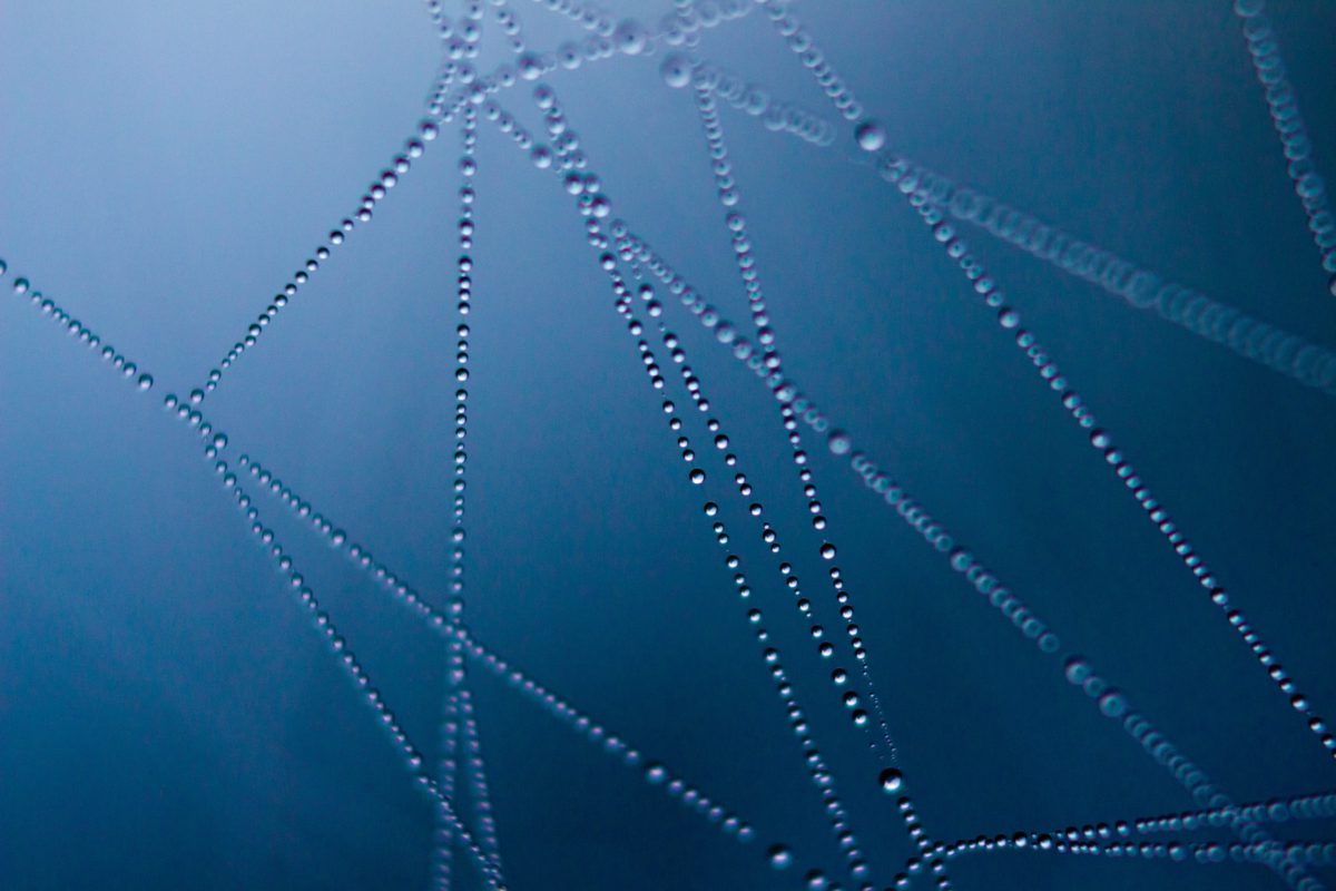 Representative abstract close-up photo of a web set to a blue background