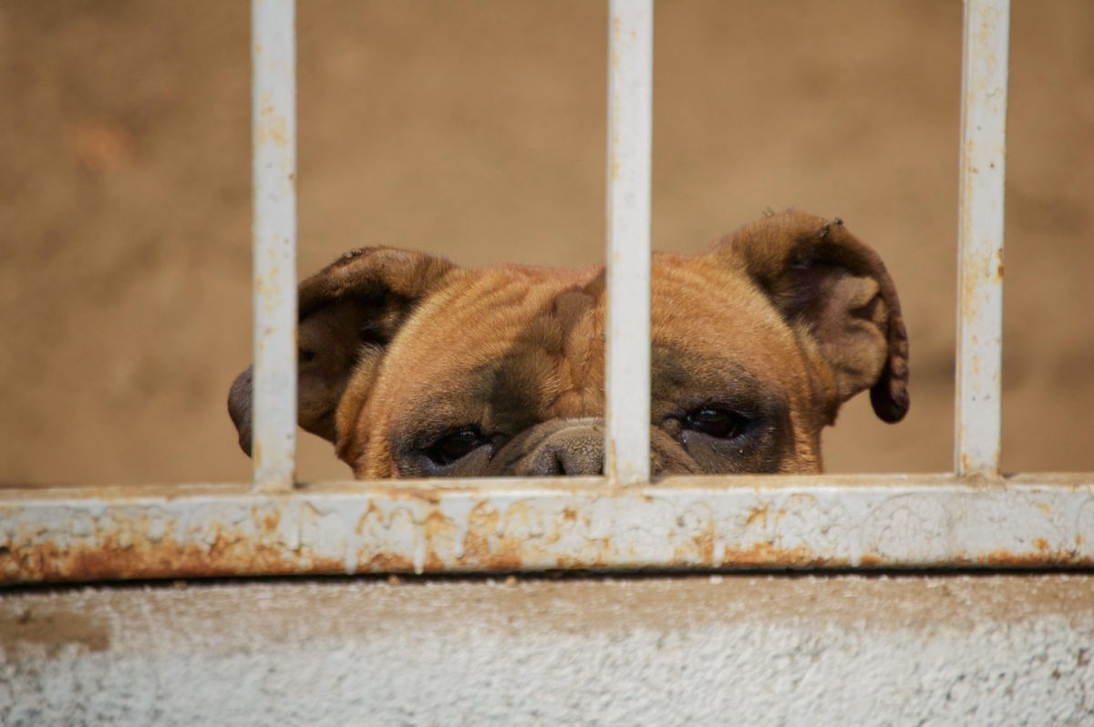 Representative photo of a dog behind bars | Photo by Valerie Blanchett on Unsplash